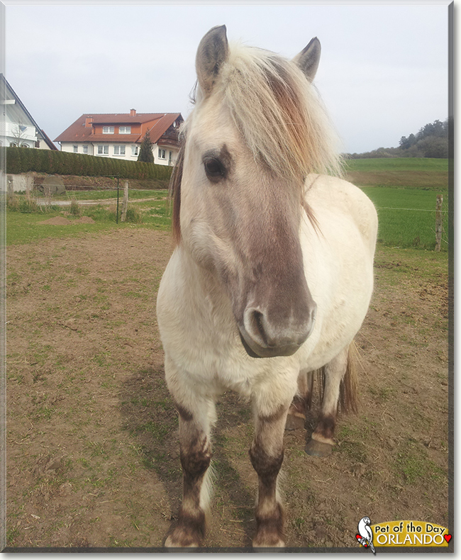 Orlando the Norwegian Fjord Horse, the Pet of the Day