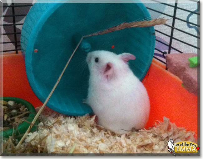 Emma the Hamster, the Pet of the Day
