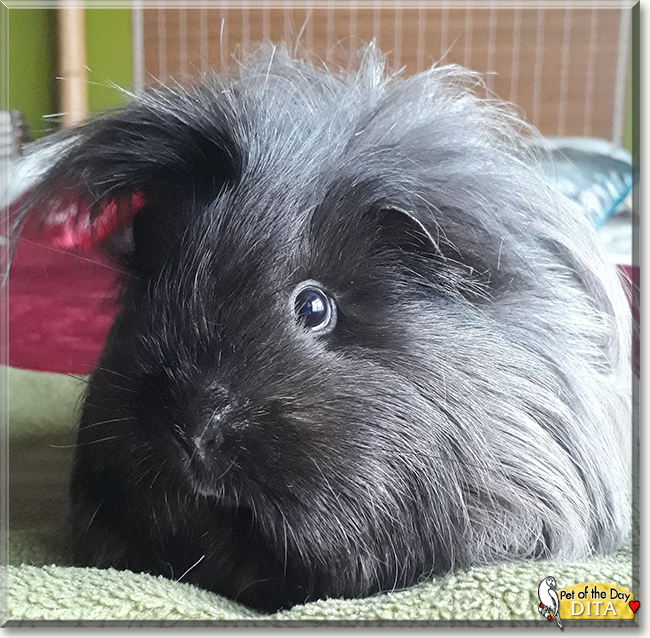 Dita von Pig the Guinea Pig, the Pet of the Day