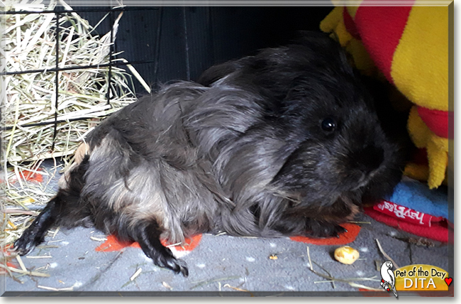 Dita von Pig the Guinea Pig, the Pet of the Day
