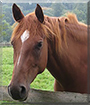 Michelle the German Riding Horse