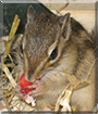 Chewbacca the Chipmunk