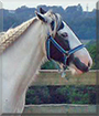 Alonso the Gypsy Cob