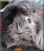 Leilani the Longhair Guinea Pig