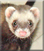 Skeemer the Ferret