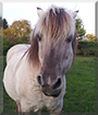 Orlando the Norwegian Fjord Horse