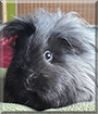 Dita von Pig the Guinea Pig