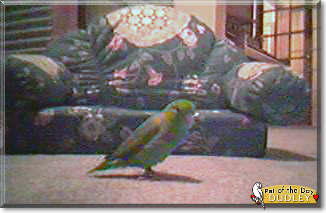 Dudley the Parrolet, the Pet of the Day