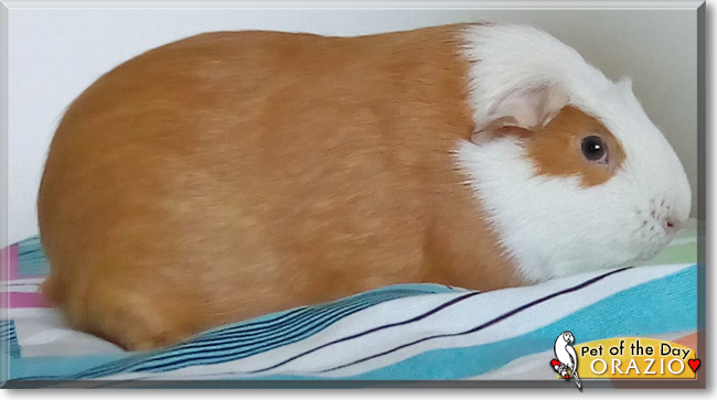 Orazio  the Crested Guinea Pig, the Pet of the Day