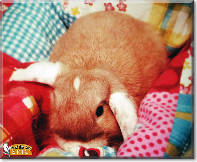 Eric the Lop Rabbit, the Pet of the Day