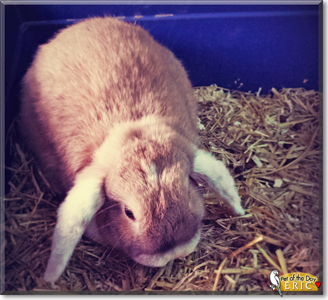 Eric the Lop Rabbit, the Pet of the Day