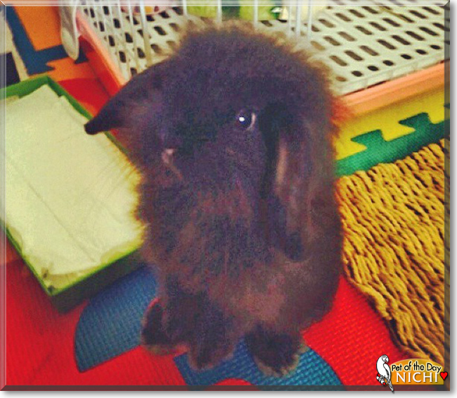 Nichi the Teddy Lop Rabbit, the Pet of the Day