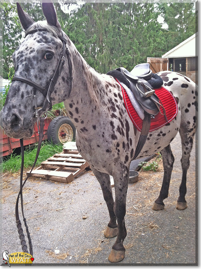 Wyatt the Appaloosa Horse, the Pet of the Day