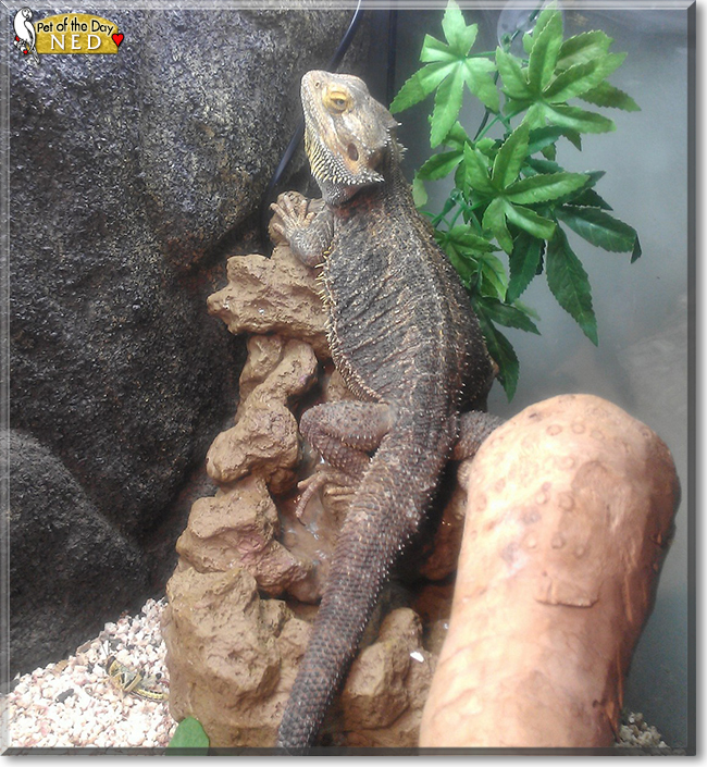 Ned the Bearded Dragon, the Pet of the Day