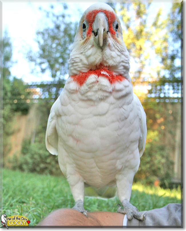 Cocky the Eastern Long-billed Corella, the Pet of the Day