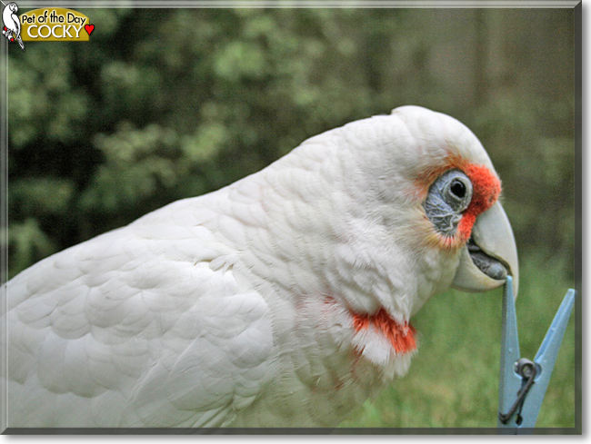 Cocky the Eastern Long-billed Corella, the Pet of the Day
