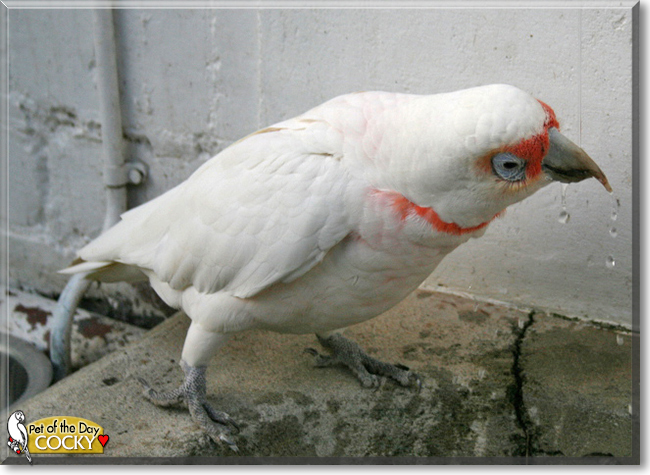 Cocky the Eastern Long-billed Corella, the Pet of the Day