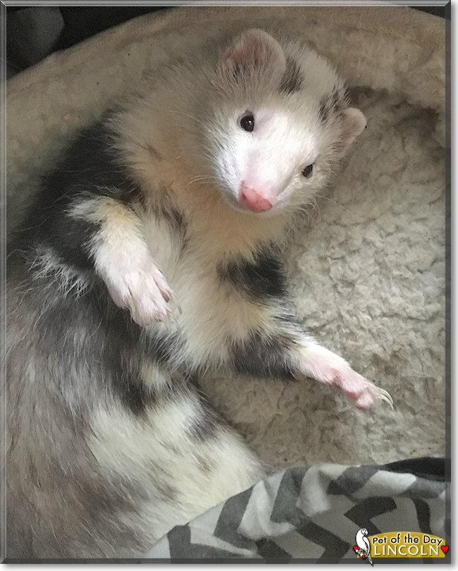 waardenburg syndrome ferret