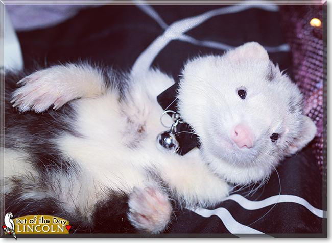 Lincoln the Ferret, the Pet of the Day