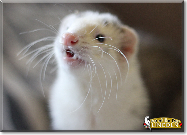 Lincoln the Ferret, the Pet of the Day