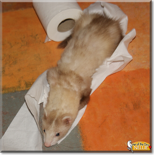 Nellie the Angora mix Ferret, the Pet of the Day