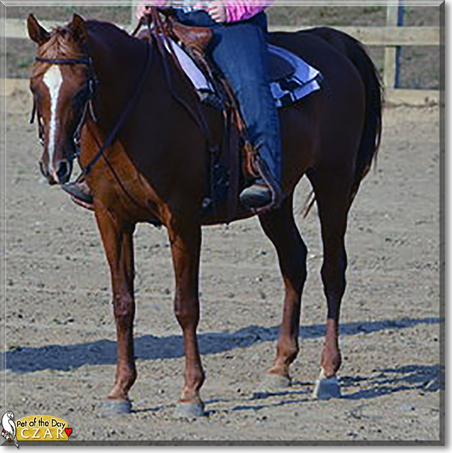 Czar the Arabian Horse, the Pet of the Day