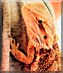 Draken the Bearded Dragon