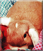 Eric the Lop Rabbit