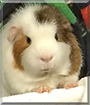 Patrick the Rex  Guinea Pig
