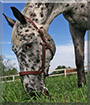 Wyatt the Appaloosa Horse