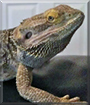 Ned the Bearded Dragon