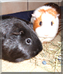 Paula and Paulina the Guinea Pigs