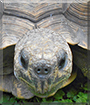 Manuelita the Gopher Tortoise
