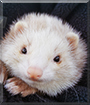 Nellie the Angora mix Ferret