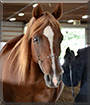 Czar the Arabian Horse