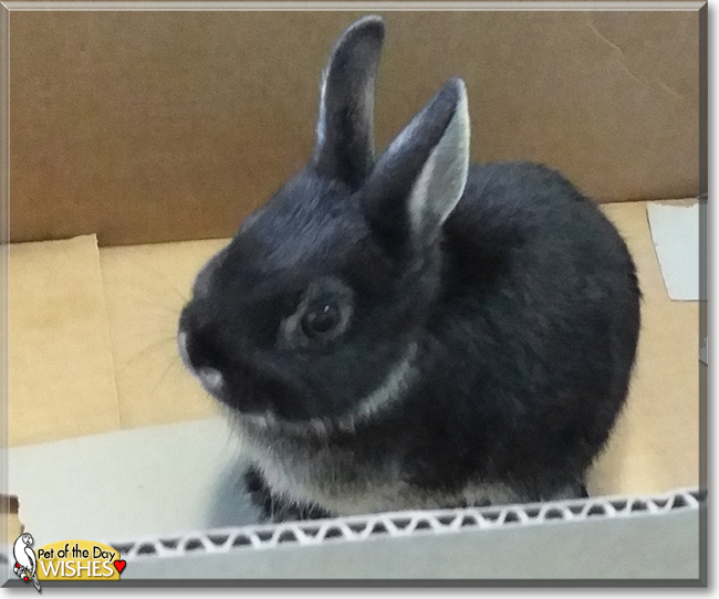 Wishes the Netherland Dwarf Rabbit, the Pet of the Day