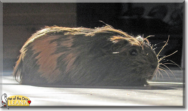 Leana the Peruvian Guinea Pig, the Pet of the Day