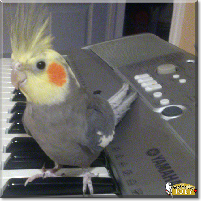 Joey the Cockatiel, the Pet of the Day