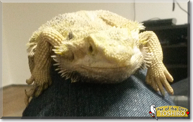Toshiro the Bearded Dragon, the Pet of the Day