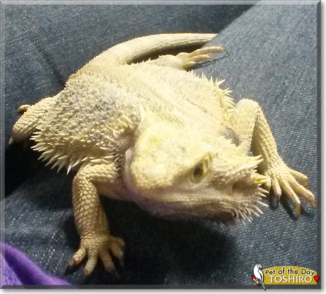 Toshiro the Bearded Dragon, the Pet of the Day