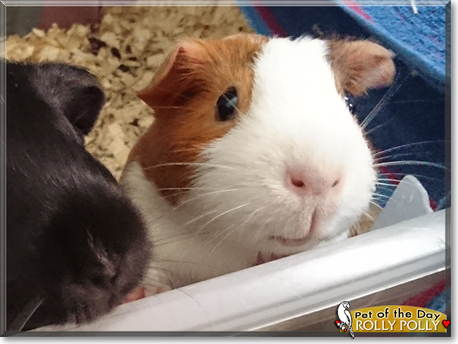 Rolly Polly the Guinea Pig, the Pet of the Day