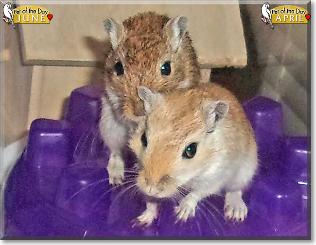 April, June the Gerbils, the Pet of the Day