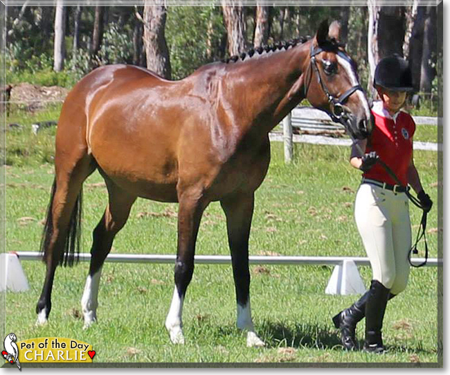 Charlie the Arabian Warmblood, the Pet of the Day