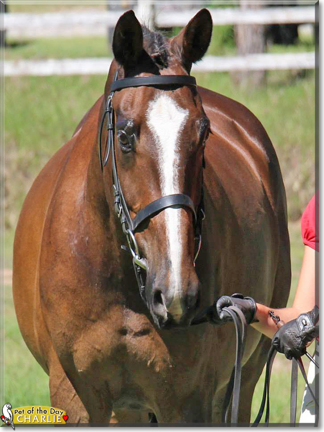 Charlie the Arabian Warmblood, the Pet of the Day