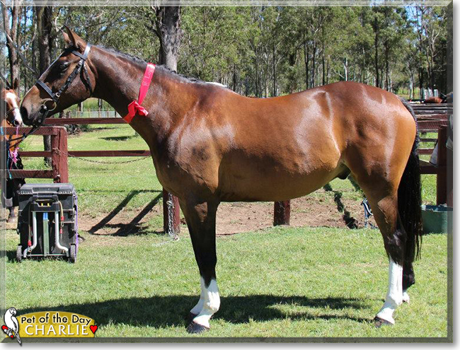 Charlie the Arabian Warmblood, the Pet of the Day