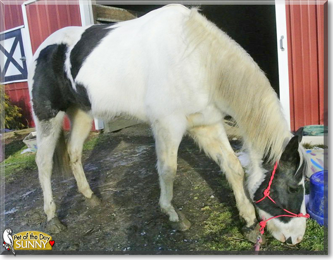 Sunny the Paint Horse, the Pet of the Day