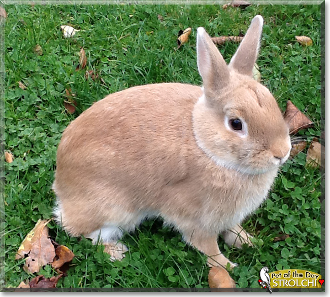 Strolchi the Dwarf mix Rabbit, the Pet of the Day