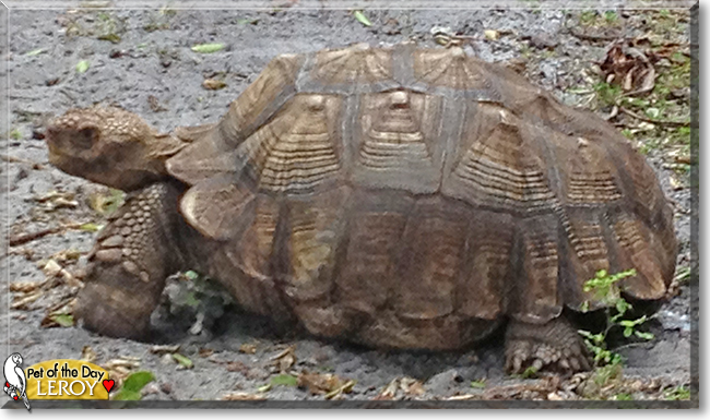 Leroy the African Spurred Tortoise, the Pet of the Day