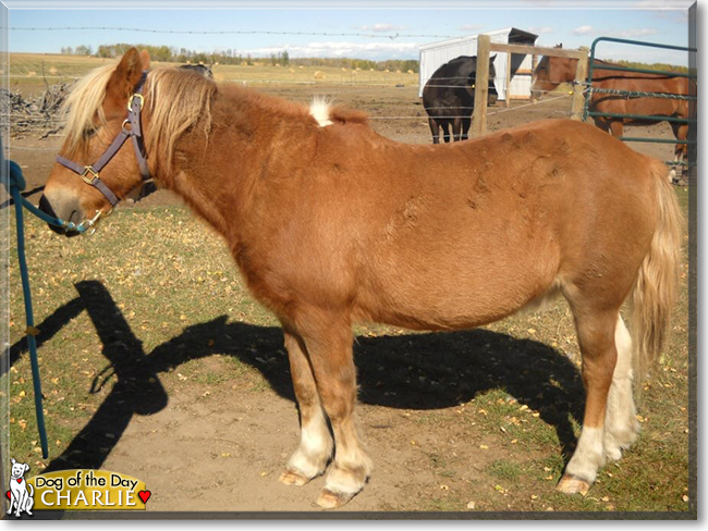 Charlie the Pony mix, the Pet of the Day