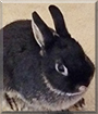 Wishes the Netherland Dwarf Rabbit